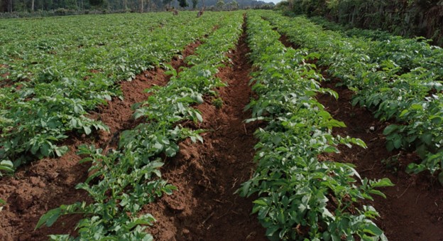 Markies potatoes field