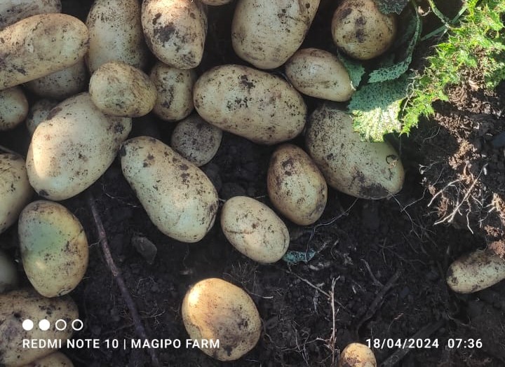 Fresh harvested markies potato variety