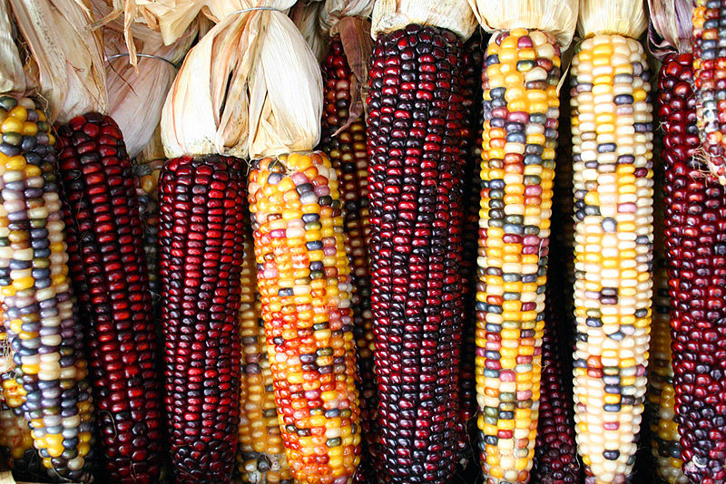 Should Kenya Embrace GM Crops? Insights from Global Leaders